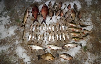 Браконьеры наловили рыбы на 1400 долларов, уголовное дело возбуждено в Бешенковичском районе