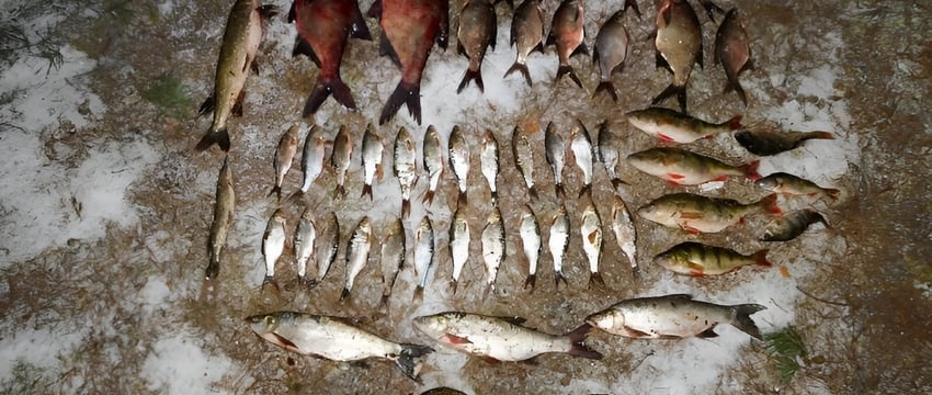 Браконьеры наловили рыбы на 1400 долларов, уголовное дело возбуждено в Бешенковичском районе