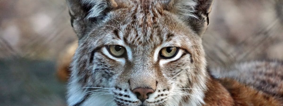 За последние два года в Беларуси задержали 16 иностранцев за шпионаж