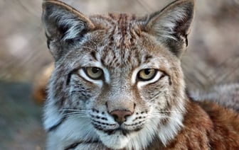 За последние два года в Беларуси задержали 16 иностранцев за шпионаж