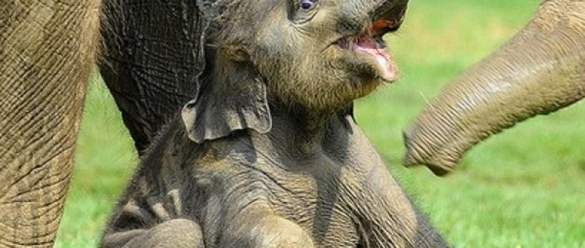 Сколько длится самая длинная беременность у животных