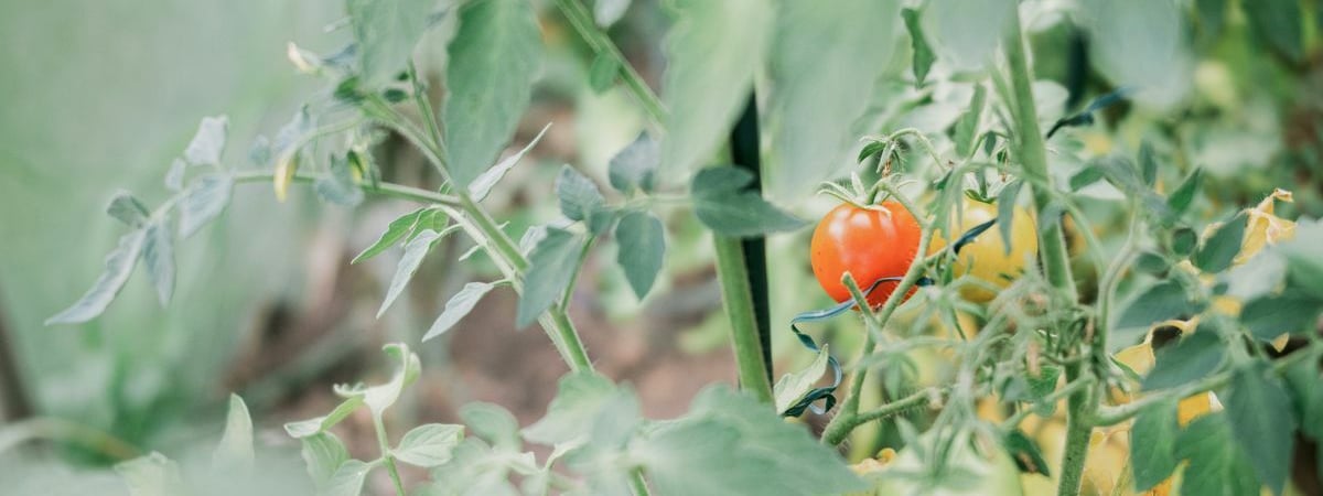 Как белорусам уберечь рассаду помидоров от замерзания? Обязательно запомните эти правила — Полезно