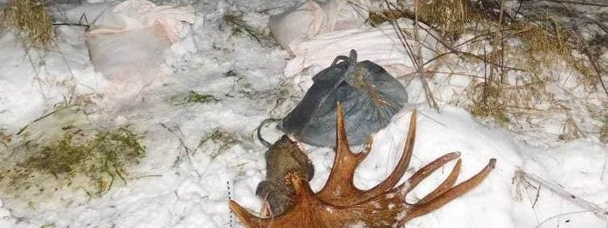 Мужчина добыл в лесу лося — теперь ему грозит уголовная статья и огромный штраф