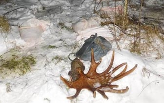 Мужчина добыл в лесу лося — теперь ему грозит уголовная статья и огромный штраф