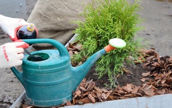 Сделайте это с туями в марте — и они порадуют зеленью. Нашли рецепт простой подкормки для борьбы с «порыжением» — Полезно