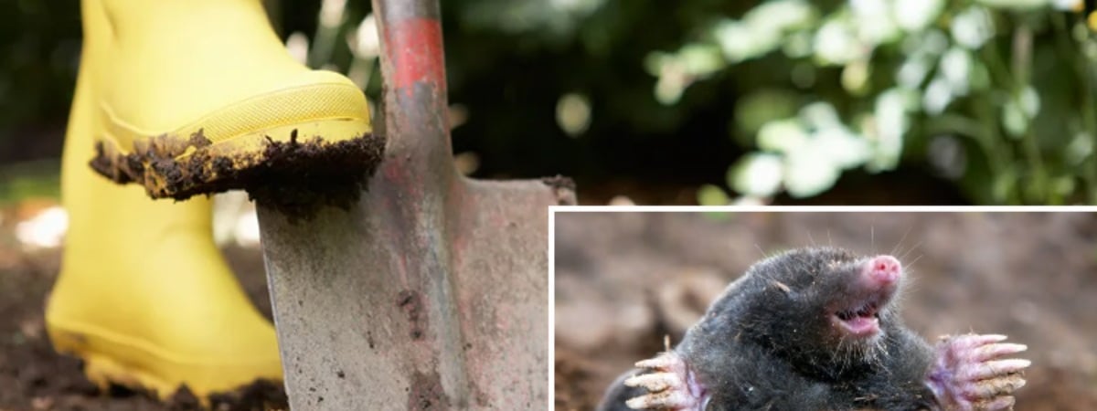 Кроты больше не будут портить ваш сад. Вот какие 3 растения нужно успеть посадить в октябре — Полезно