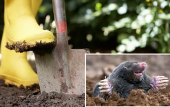Кроты больше не будут портить ваш сад. Вот какие 3 растения нужно успеть посадить в октябре — Полезно