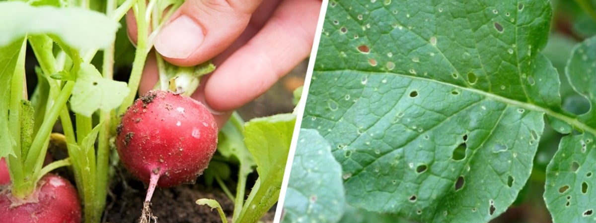 Что делать, чтобы редис не съели личинки? Опытные огородники поделились действенными методами