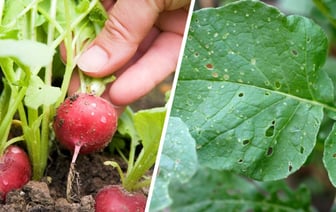 Что делать, чтобы редис не съели личинки? Опытные огородники поделились действенными методами