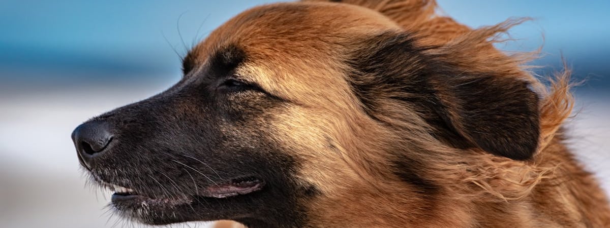 В США недовольны планами ЕС ограничить их участие в тендерах на перевооружение