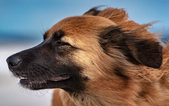 В США недовольны планами ЕС ограничить их участие в тендерах на перевооружение