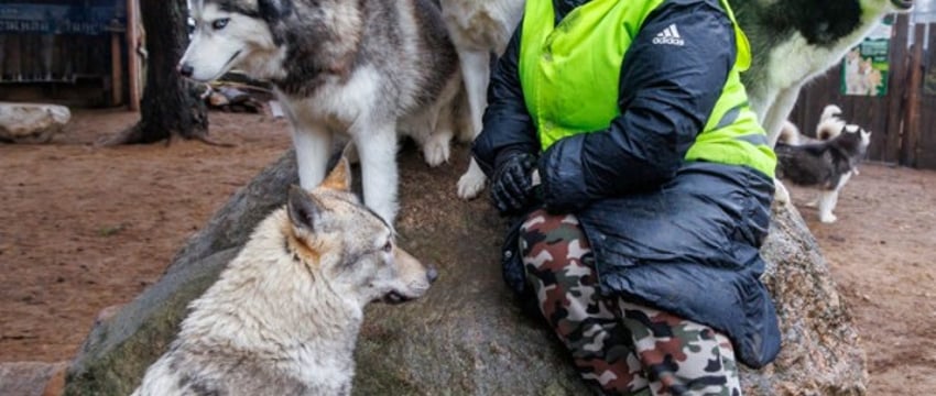 «Не работа, а стиль жизни» Семья из Беларуси рассказывает, как научилась зарабатывать на хаски