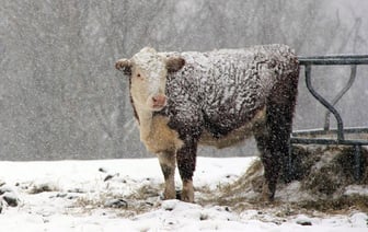 На 1800 головы сократилось коровье стадо Витебщины за зиму