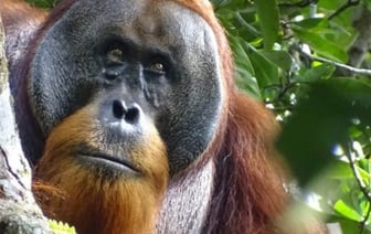 Орангутан, лечащий свои раны: ученые зафиксировали удивительное поведение