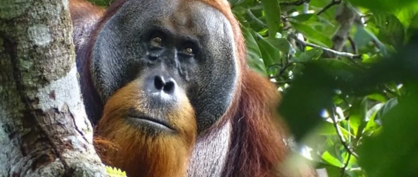 Орангутан, лечащий свои раны: ученые зафиксировали удивительное поведение