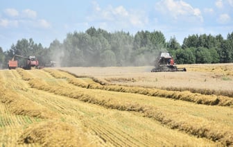 Тысячники «Милкавиты». Как проходила жатва в крупном хозяйстве под Гомелем