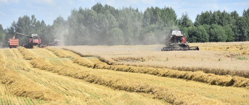 Тысячники «Милкавиты». Как проходила жатва в крупном хозяйстве под Гомелем
