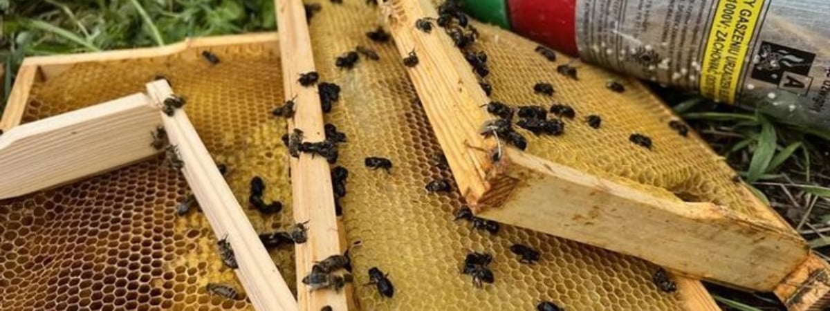 Подростки из Беларуси и Украины разрушили пасеку Музея королевского дворца в Варшаве, хотели попробовать мед