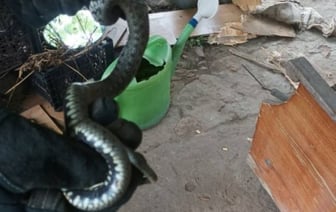 В Брестской области спасатели достали из дивана змею