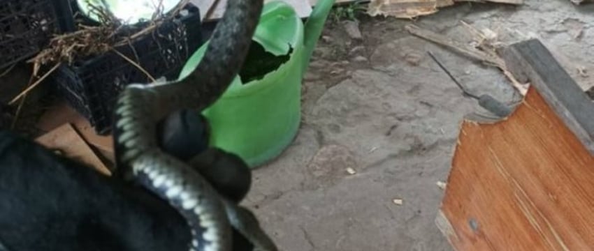 В Брестской области спасатели достали из дивана змею