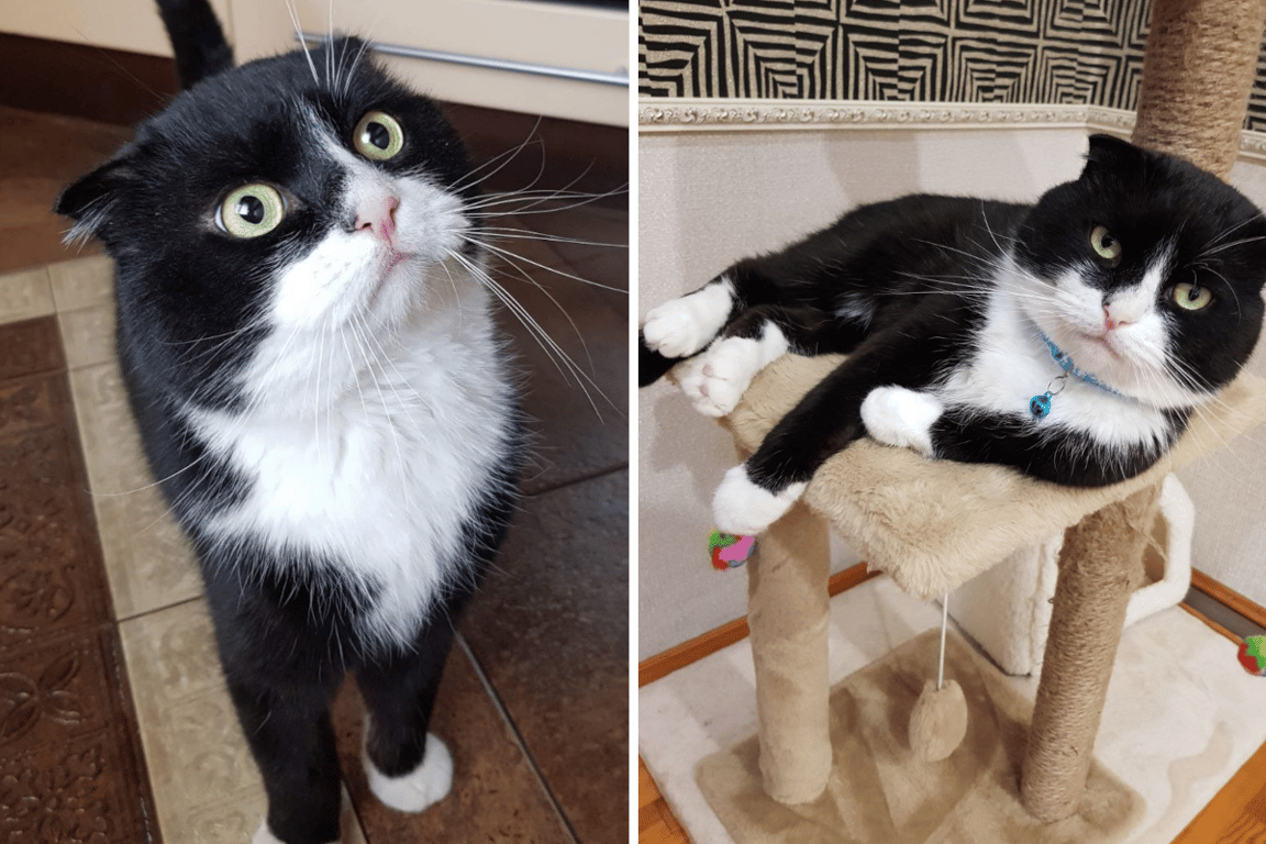 «Это была любовь с первого взгляда». О питомцах из приюта рассказали жители Барановичей