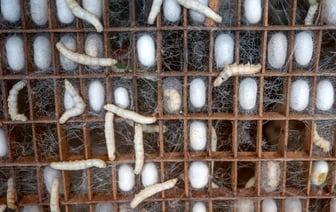 «Коммунарка» предложила белорусам сезонную подработку. За что пообещали бонус до 800 рублей?