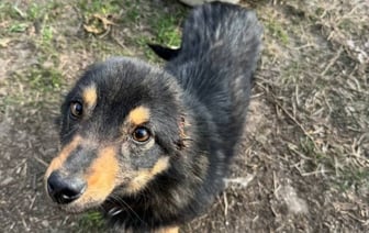 Жуть! В Беларуси мужчина отрезал собаке уши