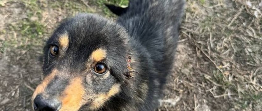 Жуть! В Беларуси мужчина отрезал собаке уши