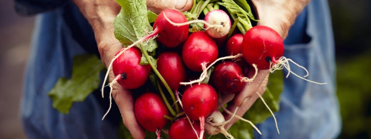 Редиска вырастет большой и вкусной, если сделаете это. Где посадить и чем подкормить? — Полезно