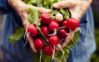 Редиска вырастет большой и вкусной, если сделаете это. Где посадить и чем подкормить? — Полезно