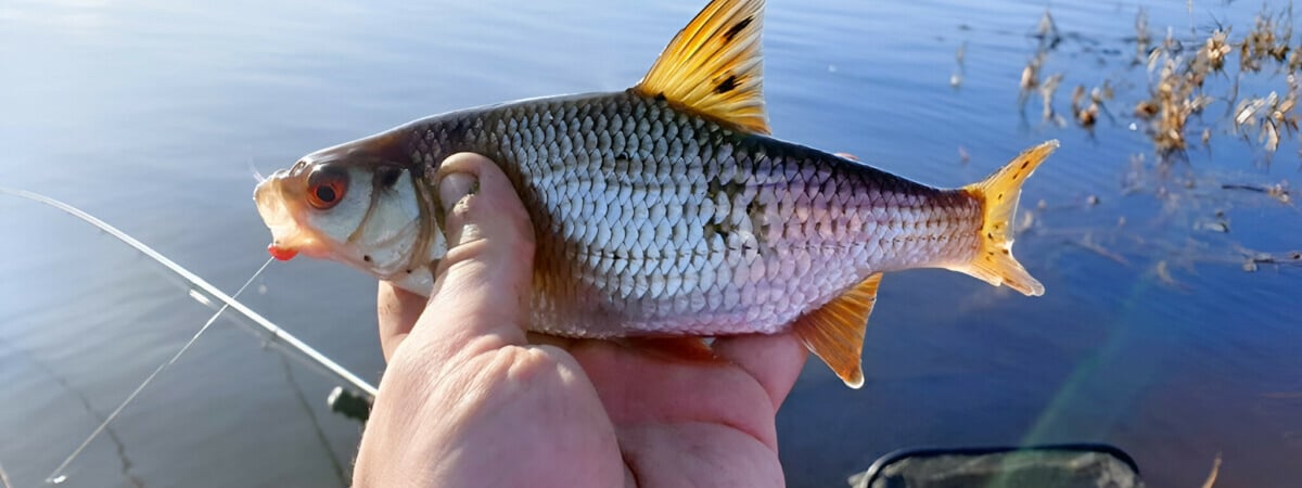 «Берите тяжёлые кормушки» – Рыбаки показали крутой улов на водоемах под Гродно