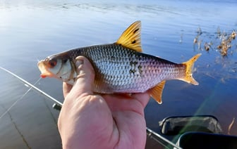 «Берите тяжёлые кормушки» – Рыбаки показали крутой улов на водоемах под Гродно