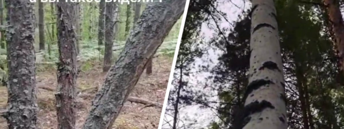 «А это законно?» — Жительница Гомеля показала в TikTok сосну, которая «ощущает себя берёзой» — Видео