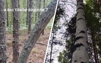 «А это законно?» — Жительница Гомеля показала в TikTok сосну, которая «ощущает себя берёзой» — Видео