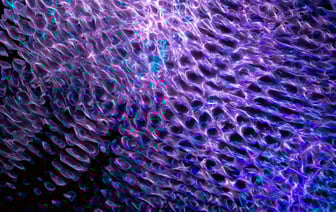 В Польше задержали белоруса, которого искали через Интерпол