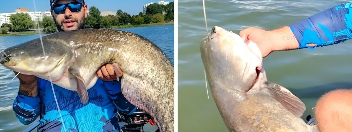 В Чижовском водохранилище минчанин поймал «кабанчика»-сома весом в 15 килограммов — Видео