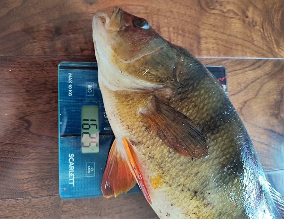 Белорус поймал рекордного окуня