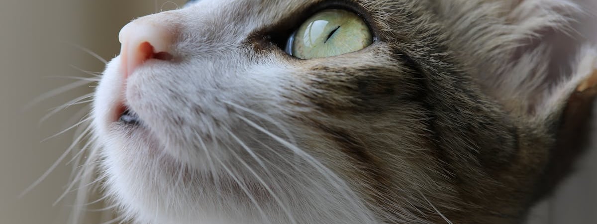 Будут «громкие публикации»? В России объявили в розыск экс-замглавы антидопинговой лаборатории, бежавшего на Запад