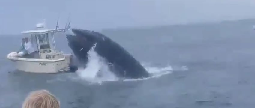 Кит прыгнул на катер с людьми и перевернул его