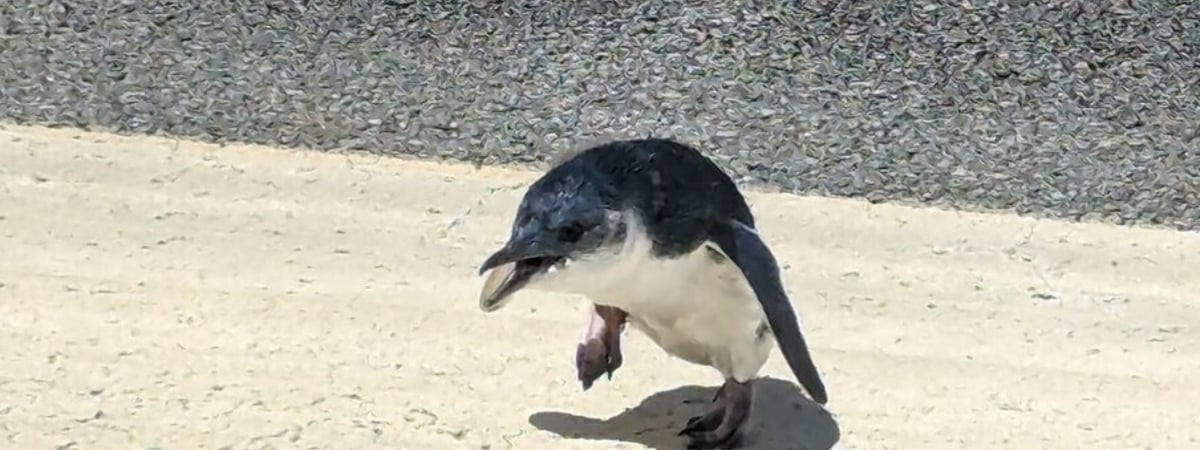 «Это так миииилооо» — Пингвин на взлетно-посадочной полосе задержал самолет — Фото