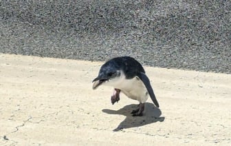 «Это так миииилооо» — Пингвин на взлетно-посадочной полосе задержал самолет — Фото