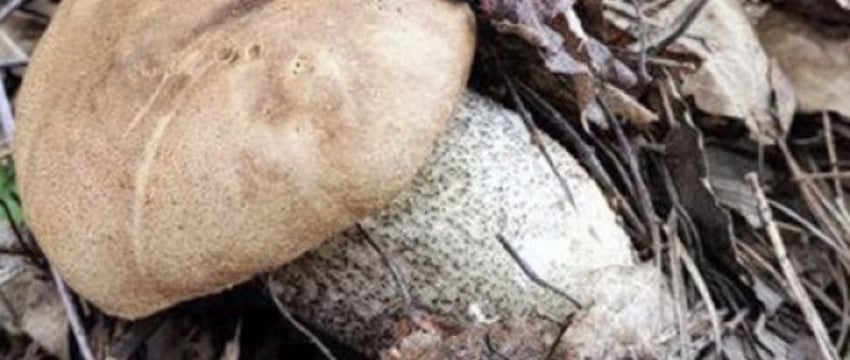 «А у нас такие водятся». Первый подосиновик в этом сезоне нашел белорус недалеко от Бреста