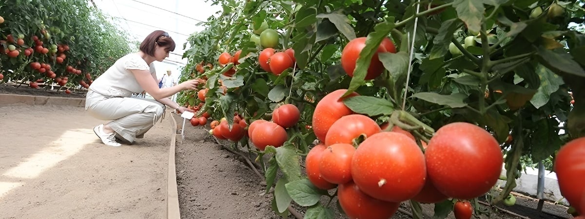 Белорусские аграрии рассказали, через сколько лет обеспечат белорусов “зимними” помидорами на 80%