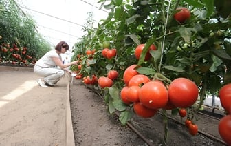 Белорусские аграрии рассказали, через сколько лет обеспечат белорусов “зимними” помидорами на 80%