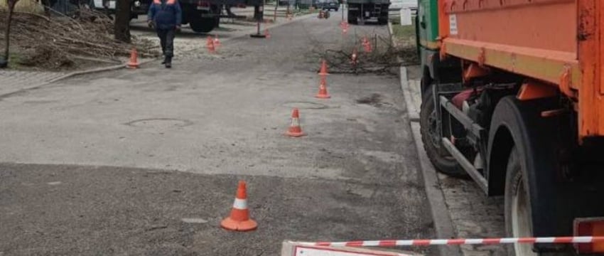 В Бресте ведутся плановые работы по обрезке и удалению опасных деревьев