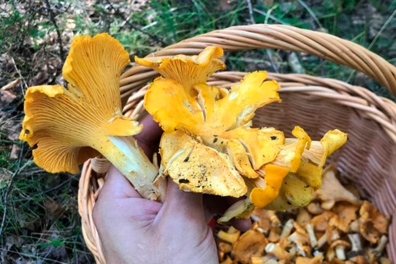 В лесах Беларуси небывалый урожай лисичек. Грибники делятся своими находками