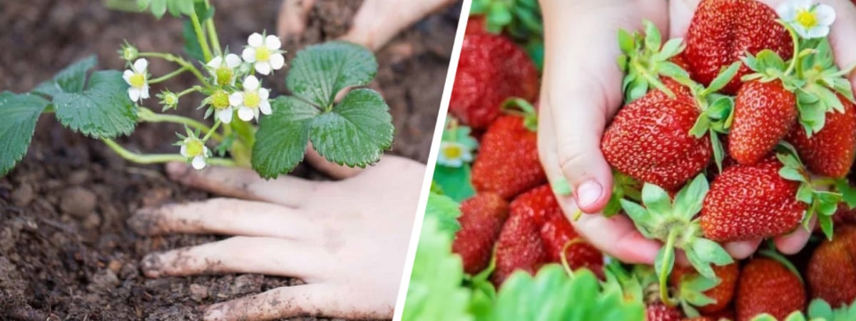 Когда и как сажать клубнику? С правилом 30/60 летом получите богатый урожай максимально сочных ягод — Полезно