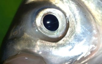 Огромный штраф и не только. Чем закончилась незаконная рыбалка для белорусов