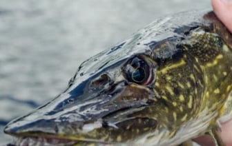 Двое парней нарыбачили на реальный срок со штрафом в 290 тысяч рублей