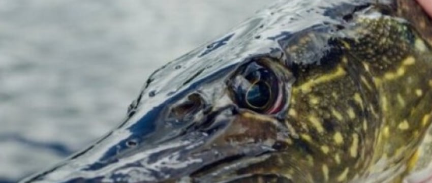 Двое парней нарыбачили на реальный срок со штрафом в 290 тысяч рублей